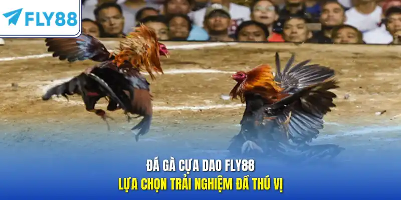 Đá gà cựa dao FLY88 - Lựa chọn trải nghiệm đầy thú vị