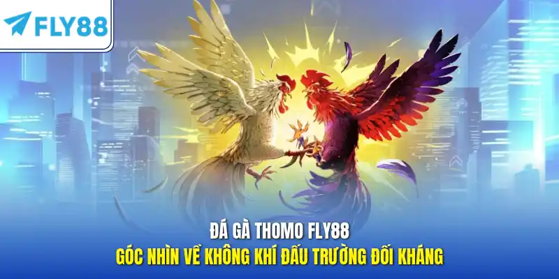 Đá gà thomo FLY88 – Góc nhìn về không khí đấu trường đối kháng