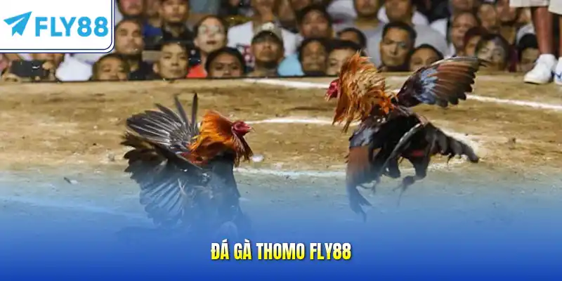 Đá gà thomo FLY88