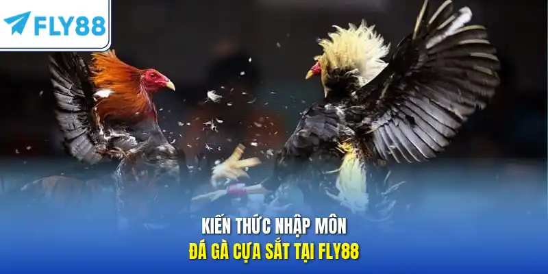 Kiến thức nhập môn đá gà cựa sắt tại FLY88