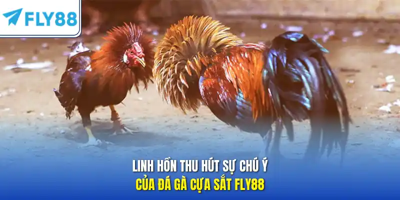 Linh hồn thu hút sự chú ý của đá gà cựa sắt FLY88
