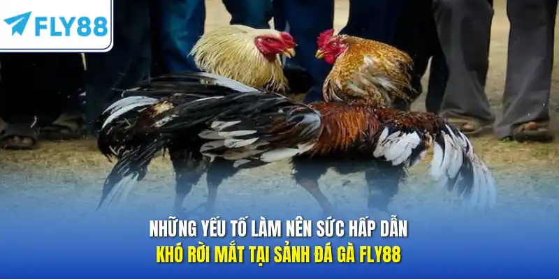 Những yếu tố làm nên sức hấp dẫn khó rời mắt tại sảnh đá gà FLY88