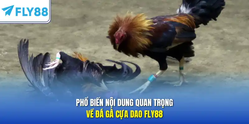 Phổ biến nội dung quan trọng về đá gà cựa dao FLY88