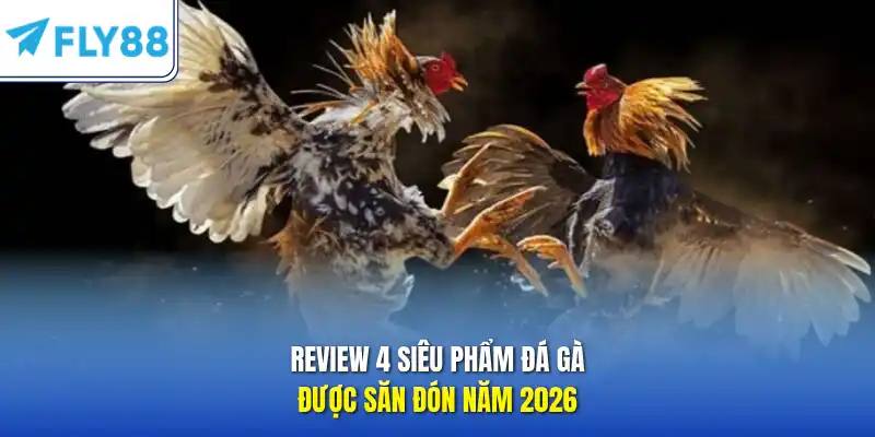 Review 4 siêu phẩm đá gà được săn đón năm 2026