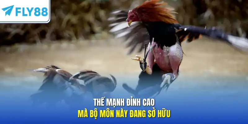 Thế mạnh đỉnh cao mà bộ môn này đang sở hữu