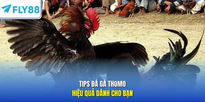 Tips đá gà thomo hiệu quả dành cho bạn 